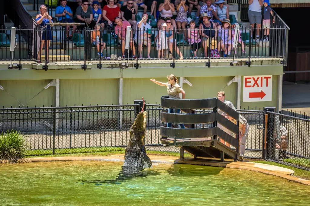 Crocodile feeding at Australia Zoo - Steve Irwin legacy