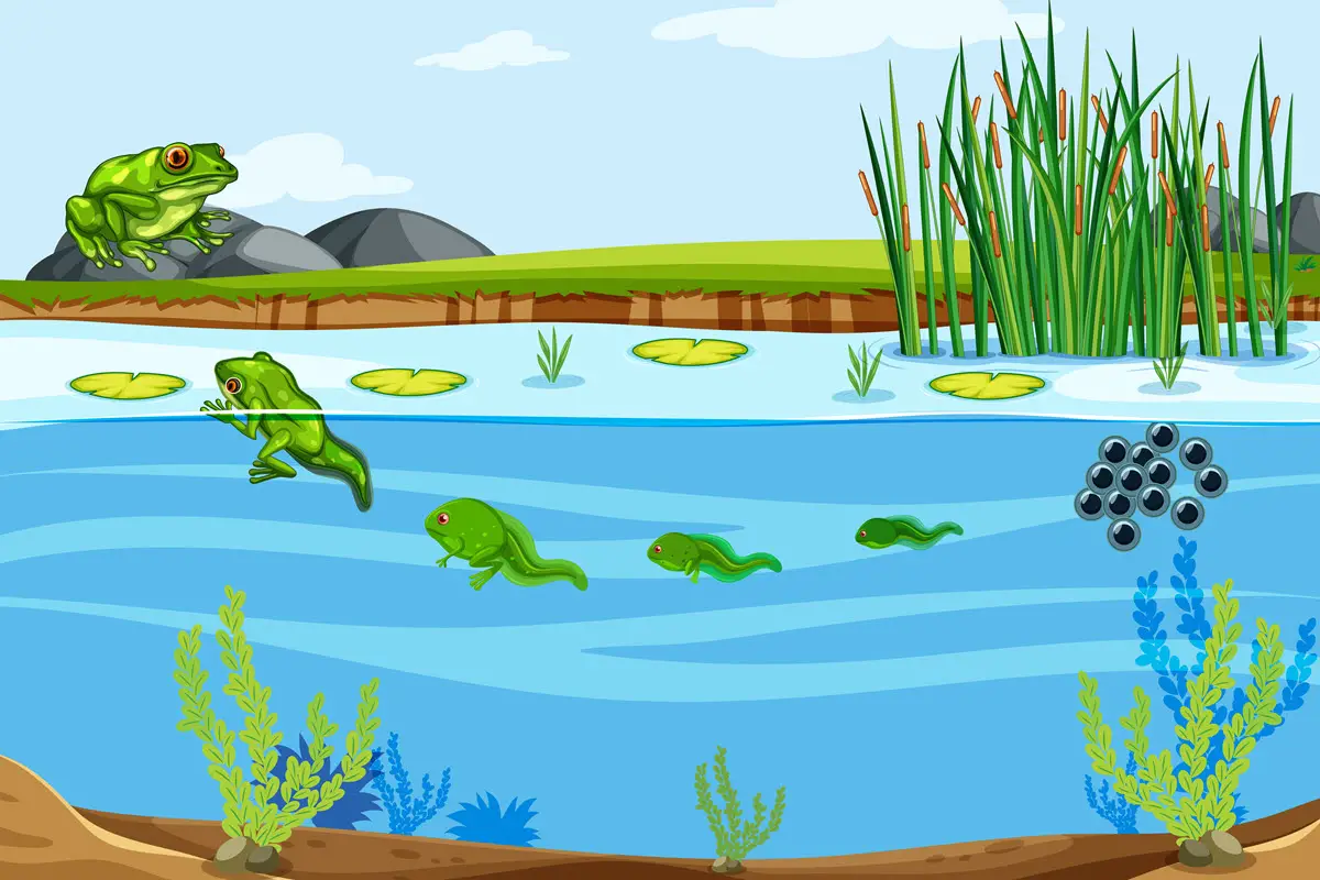 Illustration of the frog life cycle in a pond